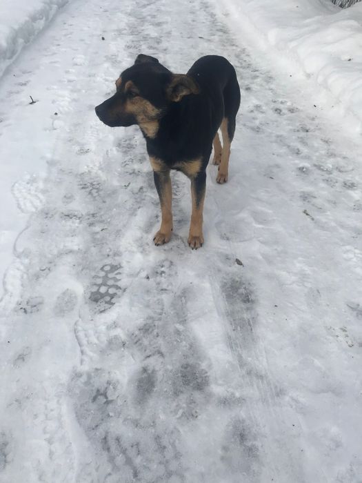 Собачка в добрі руки