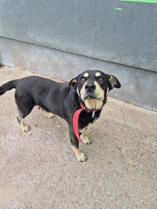 Diesel – zwykły, więc niewidzialny adopcja tymczas