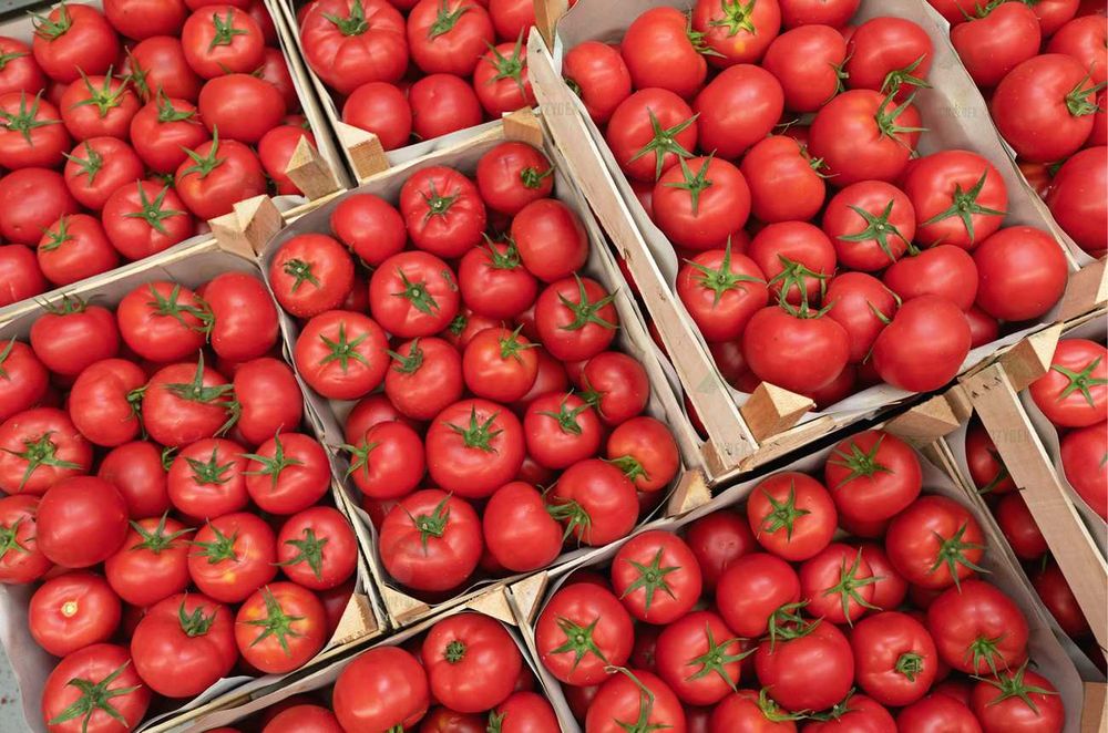 Sadzonki pomidorów rozsada Malinowy Ożarowski