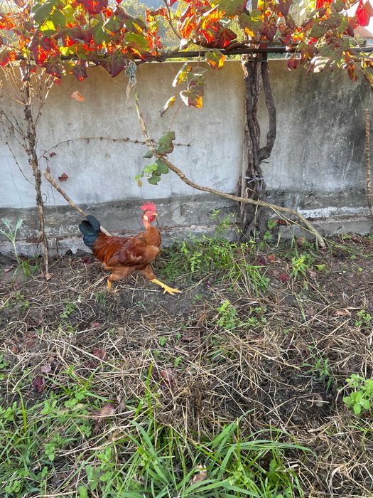 Frango caseiro, de galinhas caseiras