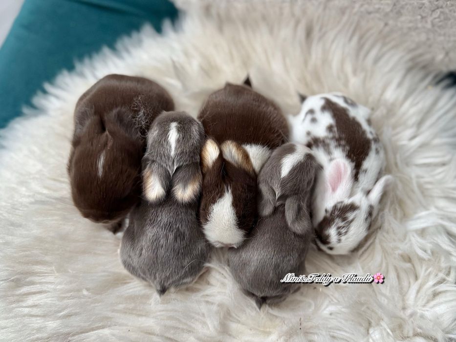 Mini lop - króliki miniaturki - hodowla - metryka - mini króliczki