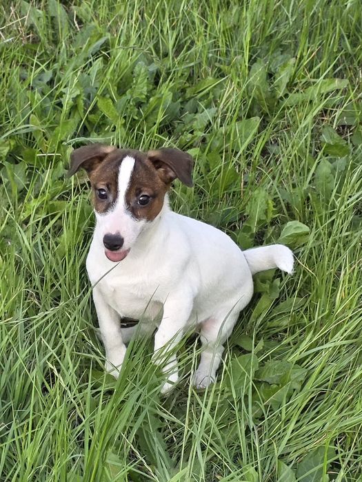 Jack Russell Terrier- suczka