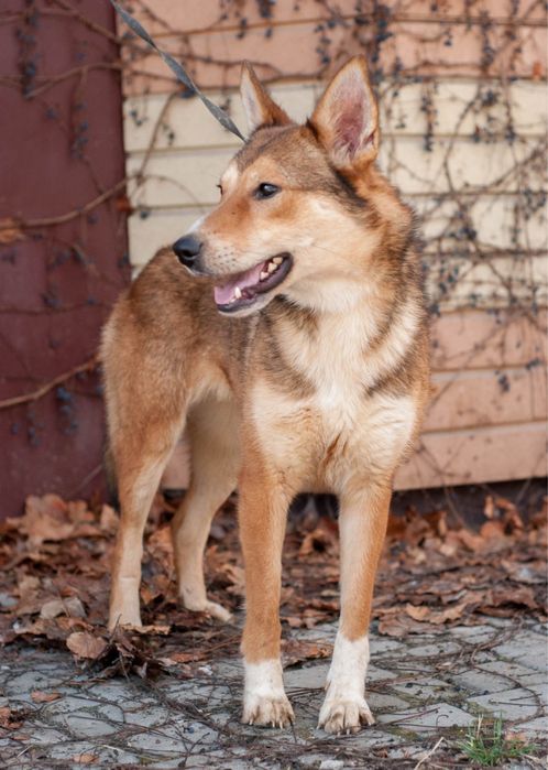 Я так чекаю на тебе! Знайдись, родина!