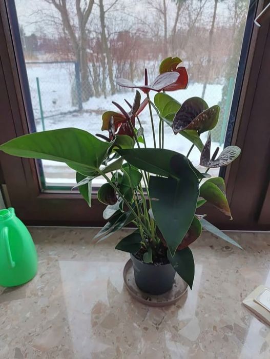 Квітучий Антуріум рожевий