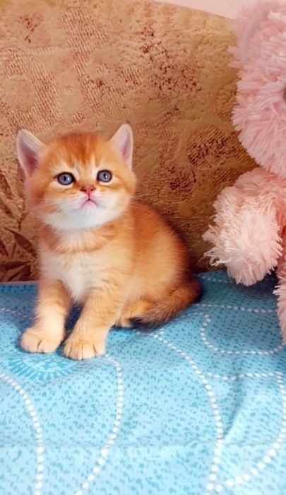 Неймовірно лагідний хлопчик Золотий шиншила