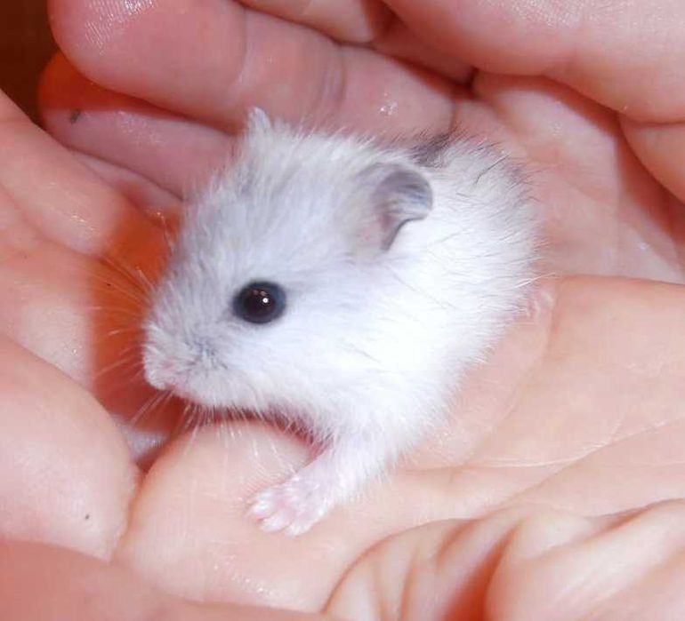 Роскошные джунгарские хомячки, белоснежного окраса, хомячата, хомяки