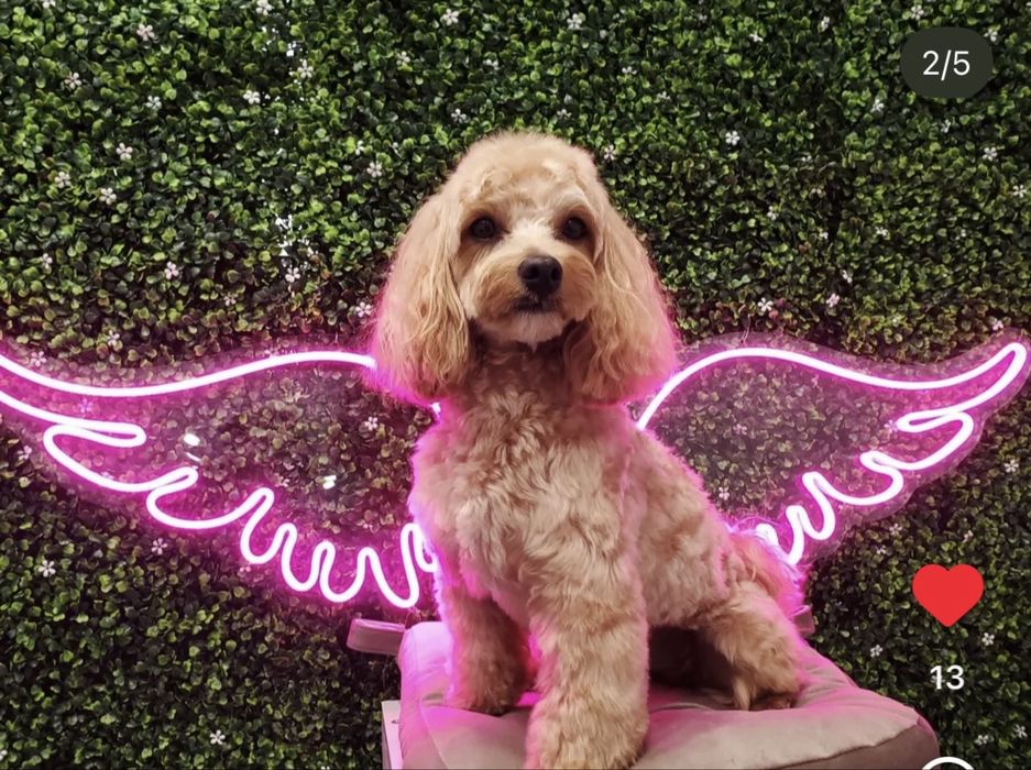 В'язка з хлопчиком Мальтіпу