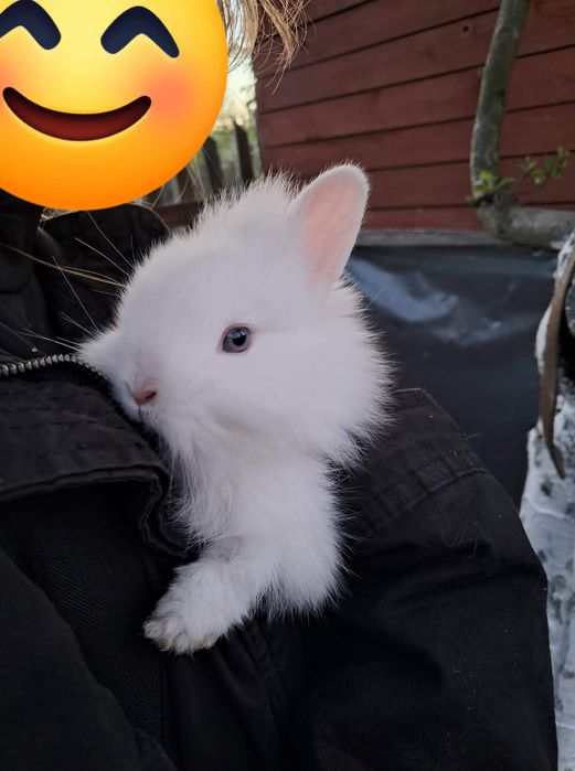 Króliki króliczki miniaturki