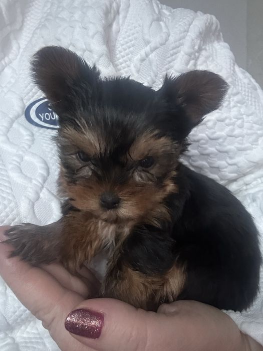 Yorkshire Terrier