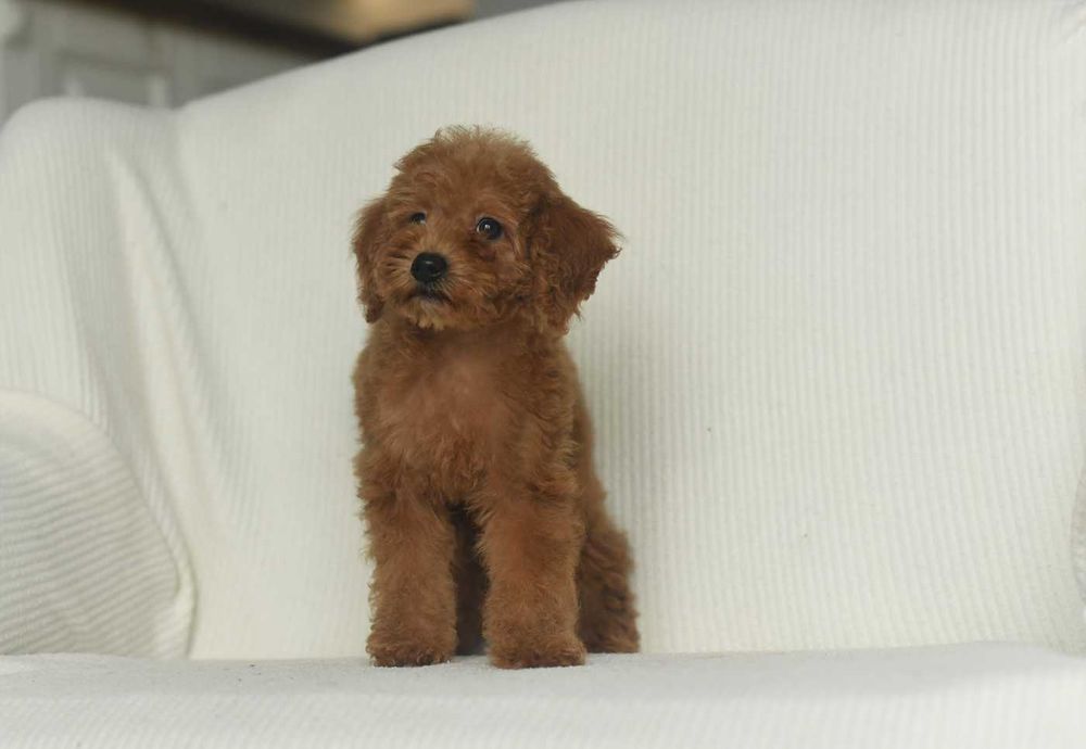 Pudel toy-chlopak w kolorze red