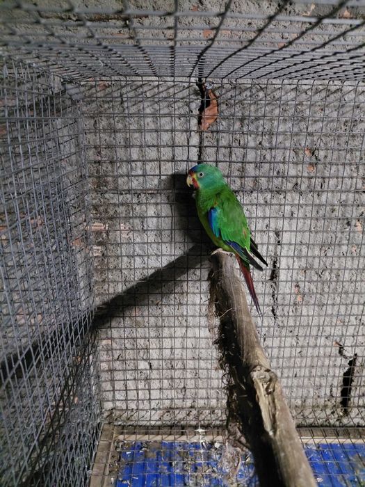 Periquito  swift
