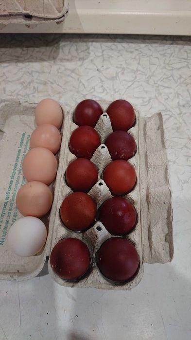 Інкубаційне яйце мідного марана