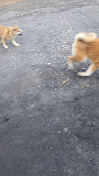 Akita inu suczka