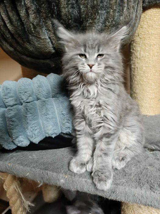 Piękna niebieska kotka Maine coon