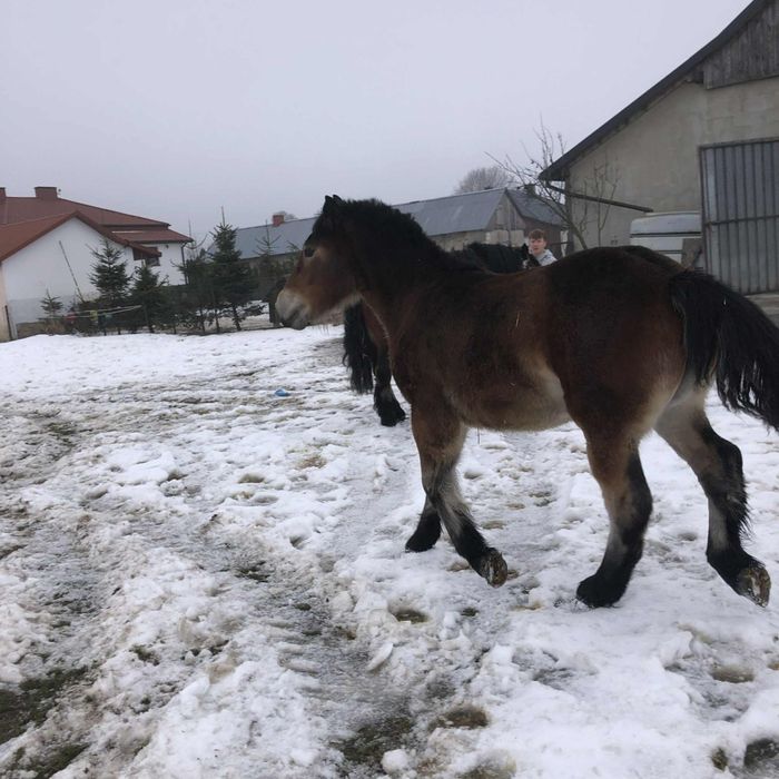 Źrebica zimnokrwiste