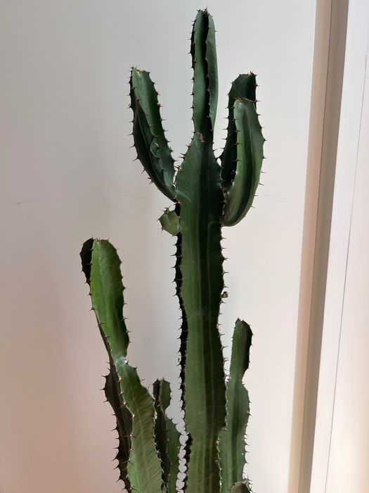 Cacto 1m excelente estado