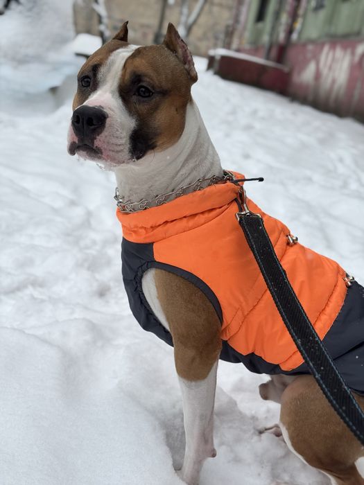 Ищем девочку для вязки