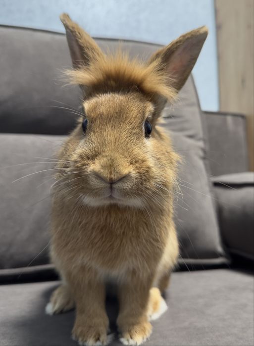 Отдам в добрые руки кролика
