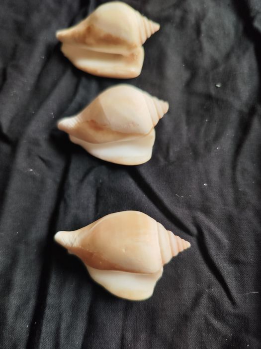 Conjunto de 3 búzios