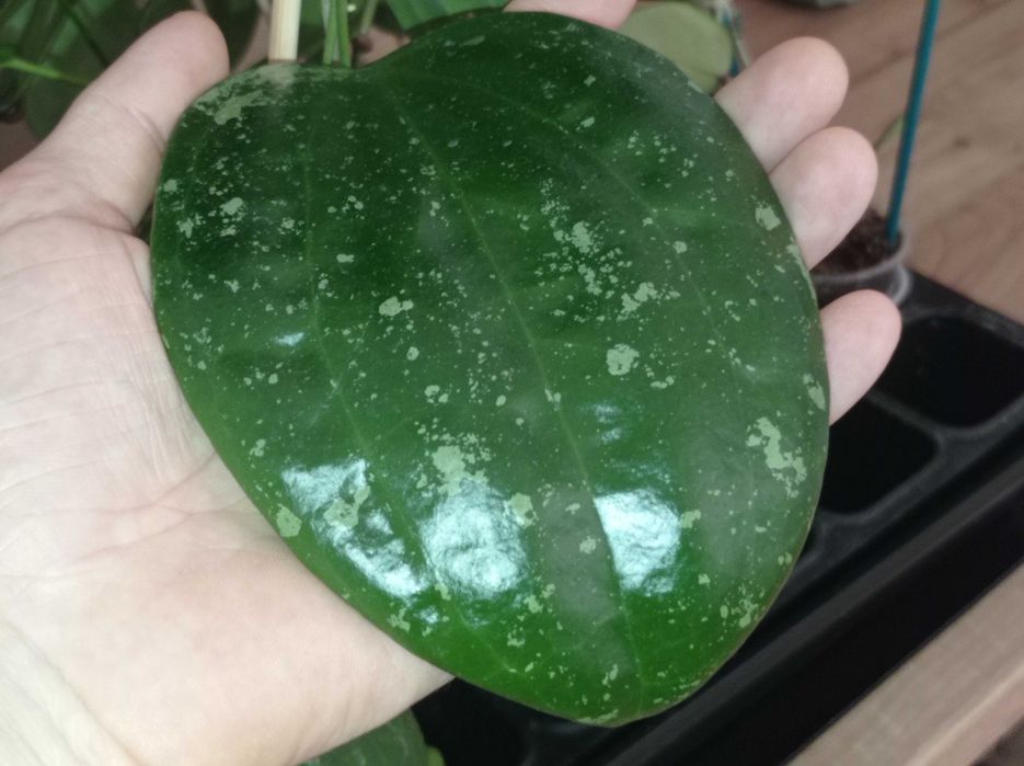 Hoya Hoja MACROPHYLLA snow queen cięta