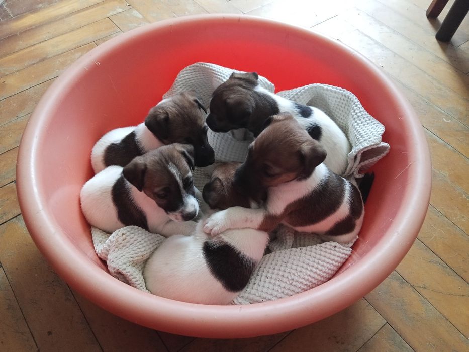 Гладкошерстий фокстер'єр