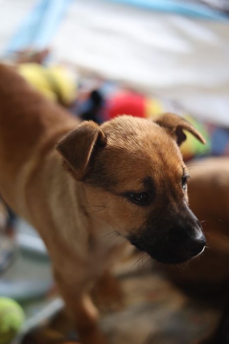 Cachorros bebés para adoção responsável
