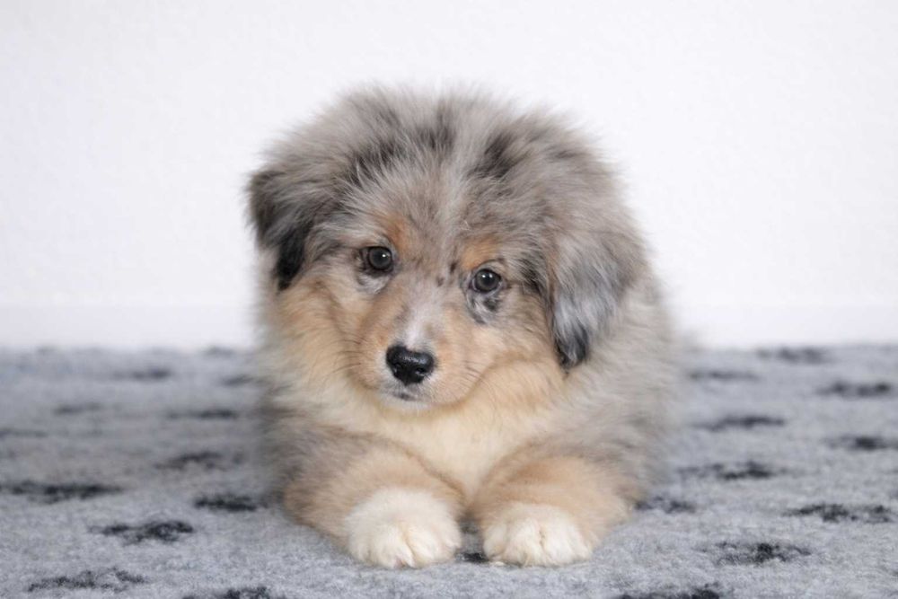 Pastor Americano Miniatura - Mini Pastor austaliano