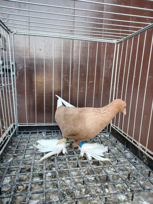 Wajśpic żółty hccj