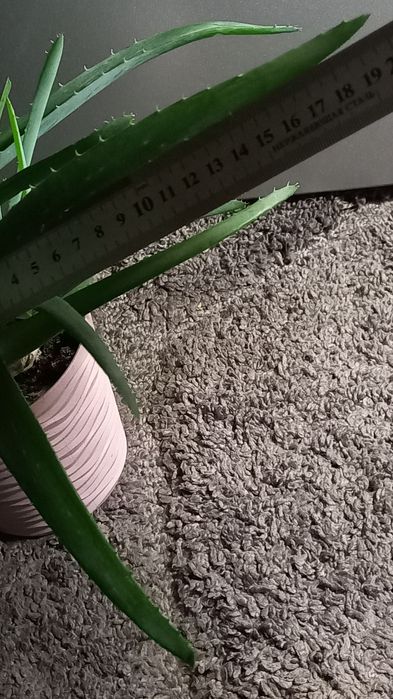 Алое вера Вазони