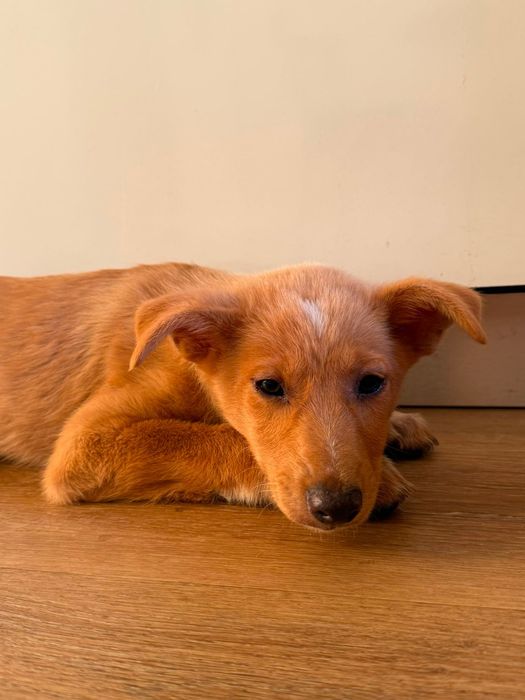 Cão bebé macho para adoção responsável