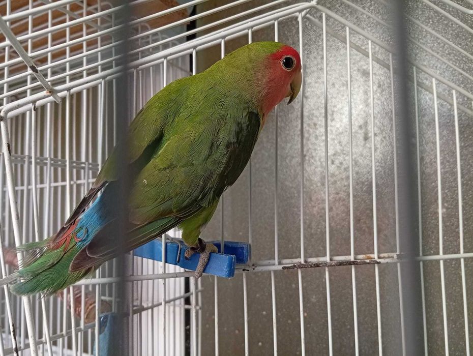 Agapornis roseicollis verde, macho 2025