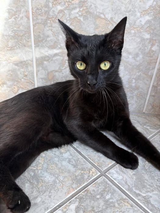 Oddam kotkę do adopcji - zarezerwowana