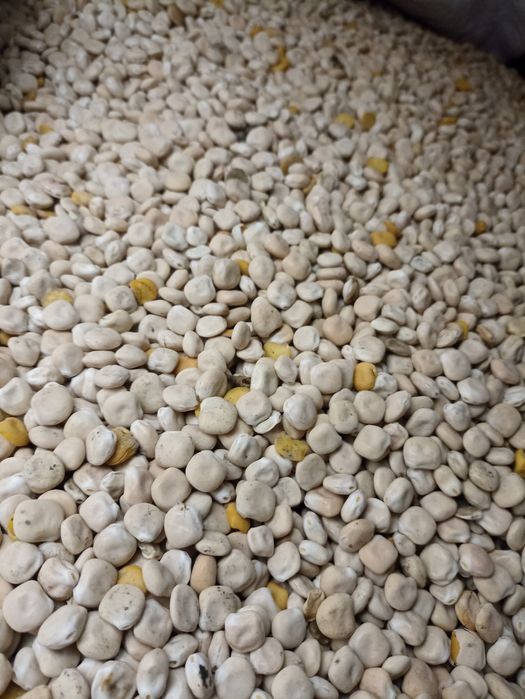 Łubin odmiana Butan