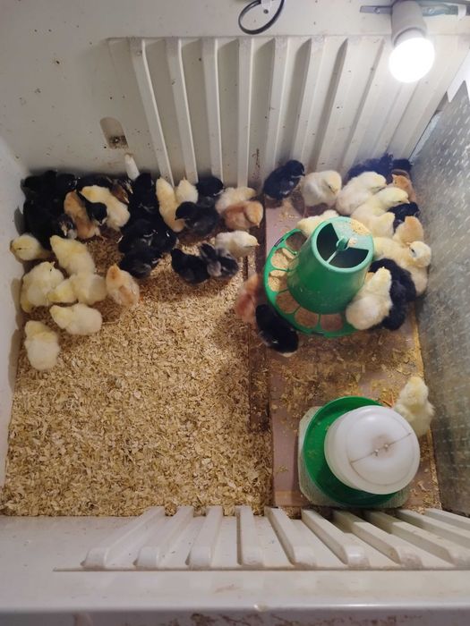 Vendo ovos e pintos  Jersey Gigante, Malines e Rhode Island Red
