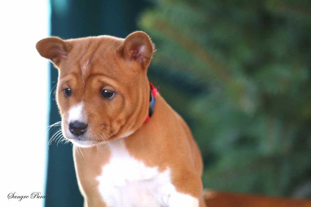 Piękna Suczka Basenji