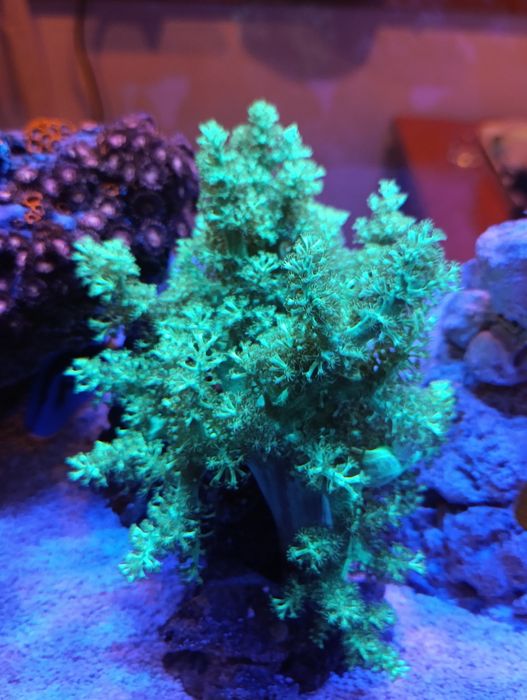 Corais Saudáveis & Frags