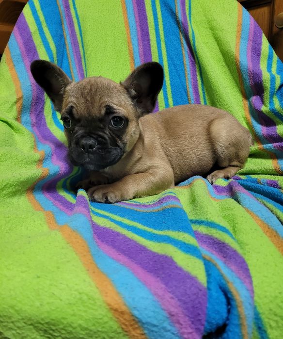 Bulldog francês bebé