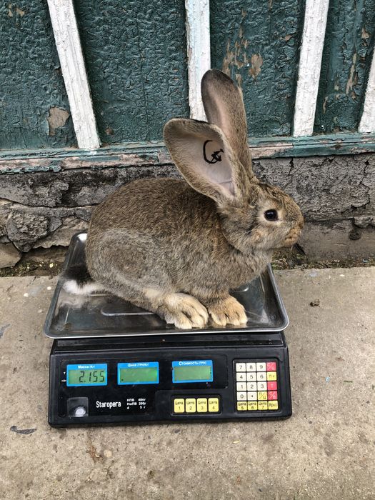 Продам кролів