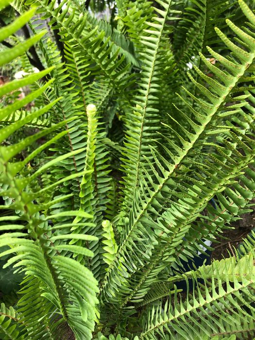 Feto para jardim Nephrolepis cordifolia