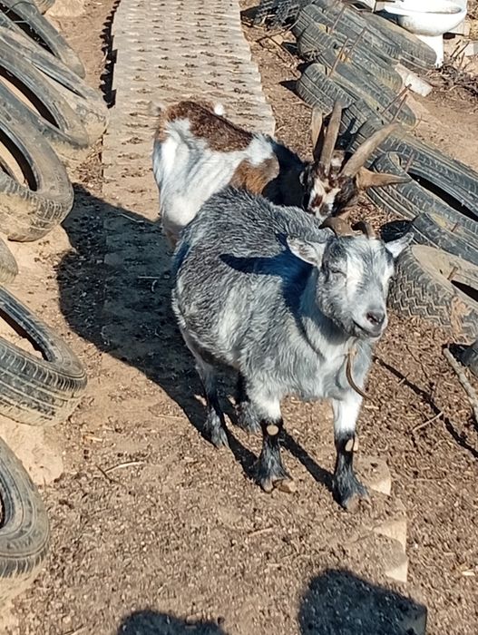 Vendo cabras anãs