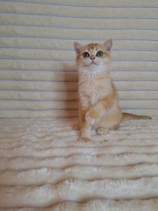 Британська Золота шиншила дівчинка.