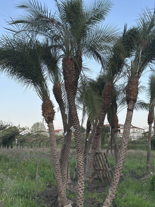 Palmeira Phoenix roebelenii - Exemplares