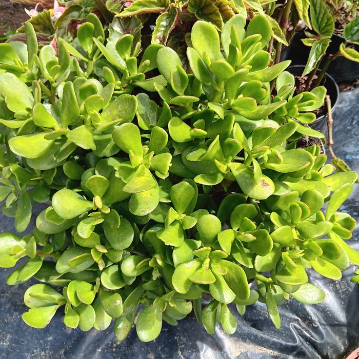 Plantas para jardins
