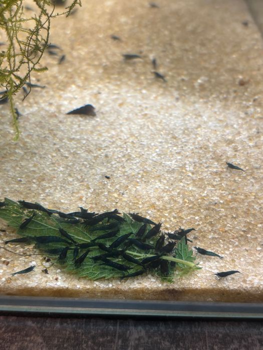 krewetki neocaridina blue velvet