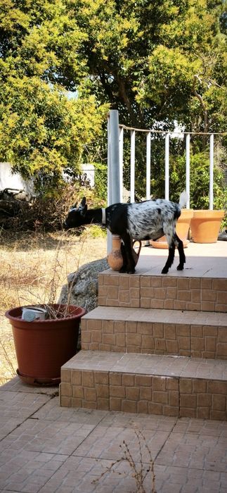 Cabras Anãs machos  com 6  meses . Muito meigos . Valor é dos 2