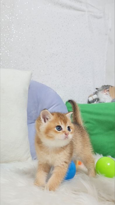 Шотландська дівчинка Золота Шиншила