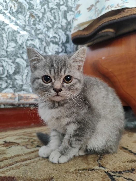 Шотландські кошенята
