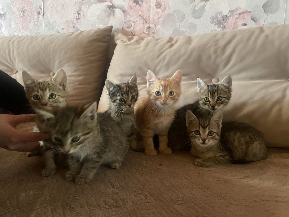 Mam do rozdania kotki za darmo oddam w dobre rece