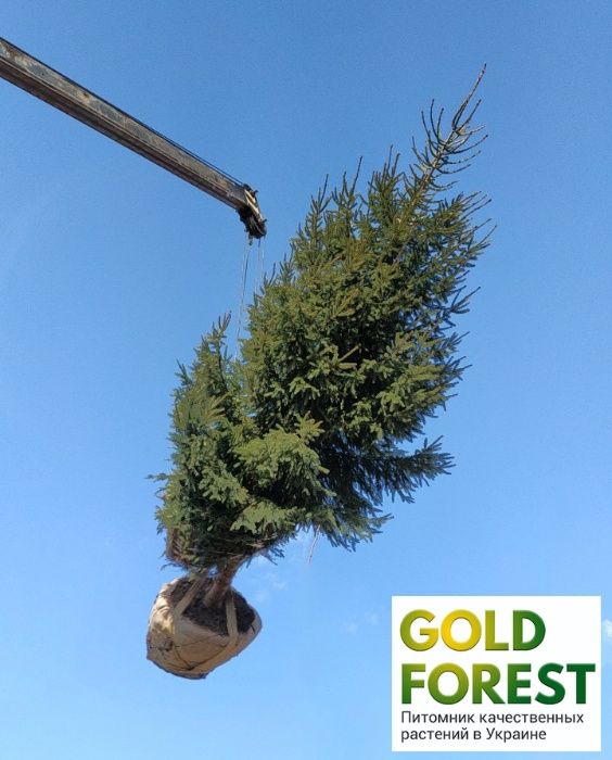 саженцы разных сортов ели сосны