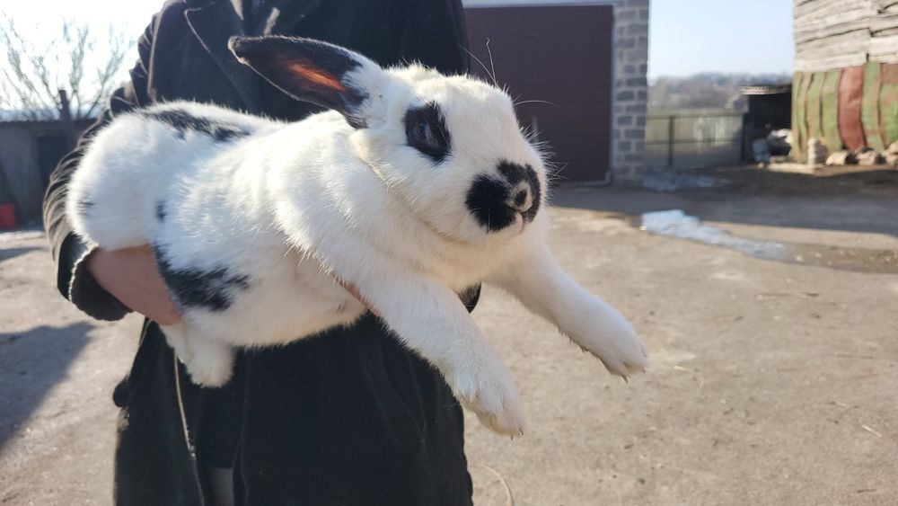 Продам кролів (різні)